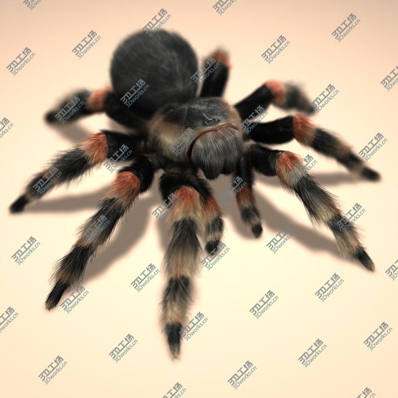 images/goods_img/2021040165/Tarantula (Mexican Redknee) (FUR)/2.jpg